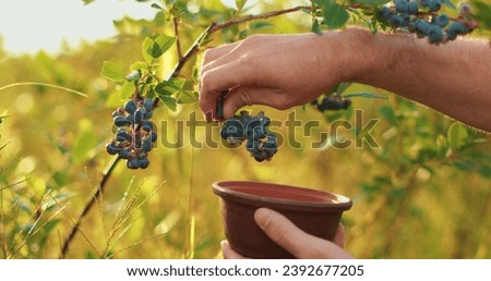 Similar – Image, Stock Photo Picking wild blueberries in the forest