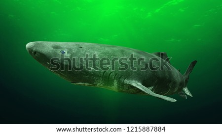 Greenland shark near the ocean ground, Somniosus microcephalus - shark with the longest known lifespan of all vertebrate species (3d rendering)