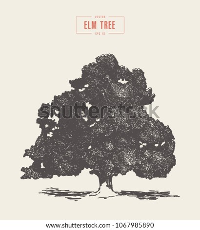 High detail vintage illustration of an elm tree, hand drawn, vector