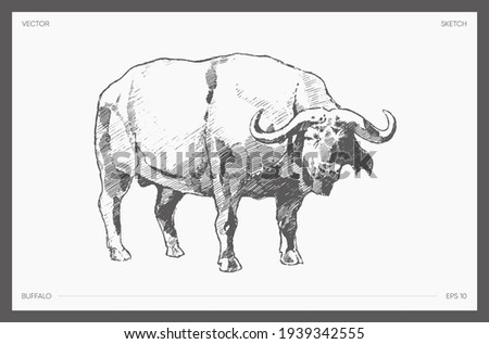 High detail hand drawn vector illustration of water buffalo, realistic drawing, sketch