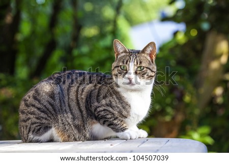 cute cat relaxing on a wooden table in the garden