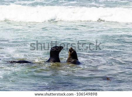 male sea lions fight in the waves of the ocean