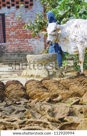 VARANASI, INDIA - OCT 11: woman with cow dung cakes and her cow on October 11, 2011 in Varanasi, India. Women play distinctive role in rural economic activities in earning a livelihood for the family.