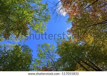 crown of oak trees in autumn under blue sky