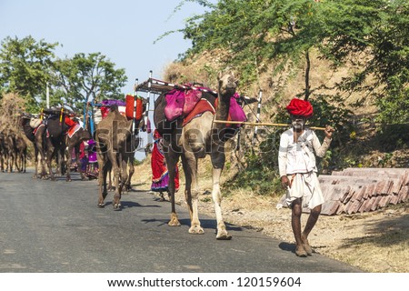PUSHKAR, INDIA - OCTOBER 22: village people move with all their goods to the next ground on October 22, 2012 near Pushkar, Rajasthan, India. The camels are the most valuable goods they own.