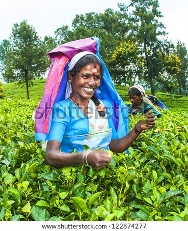 NUWARELIA, SRI LANKA - AUGUST 14: harvest in the tea fields, tea picker in the highlands is picking tea on 14. August 2005, Nuwarelia, Sri Lanka