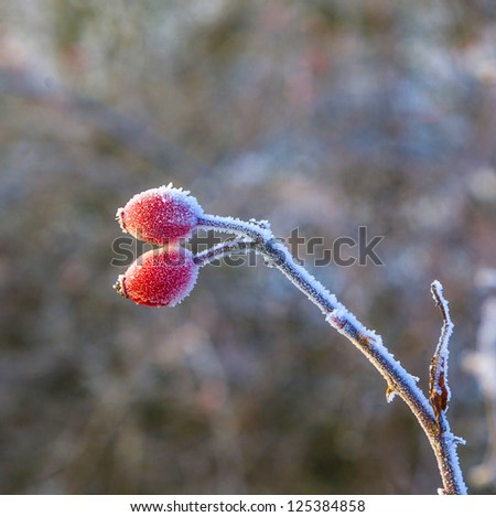 beautiful red rose hip with ice in winter