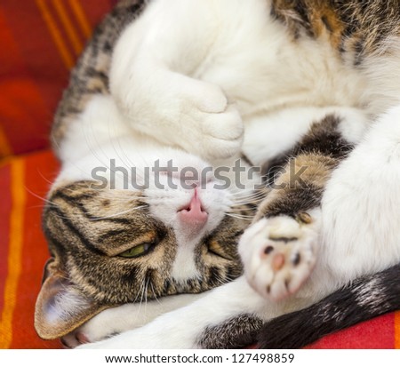 cute cat sleeping on a couch