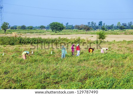 MANDAWA, INDIA - OCT 25: Unidentified woman cut the meadow and corn on October 22,2012 near Mandawa, India. In India women commonly do hard works like this especially in rural areas