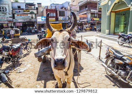 BIKANER, INDIA - OCT 24: ox cart transportation on a street on October 24, 2012 in Bikaner, India. Oxes are still important for freigt transportation even in the bigger cities in india.