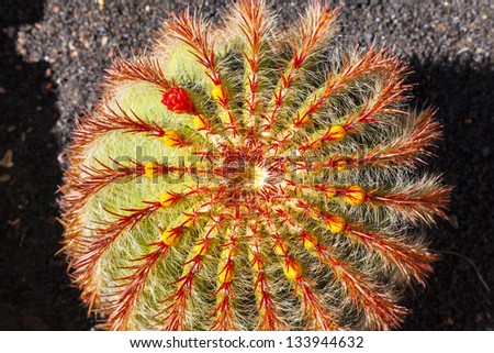 Cactus in Lanzarote island, Spain Echinocactus grusonii (Golden Barrel Cactus, Mother-in-Law\'s Cushion )