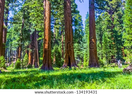 the famous big sequoia trees are standing in Sequoia National Park, Giant village area , big famous Sequoia trees, mammut trees