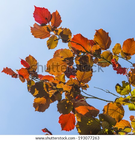 Shallow focus on bright red leaves and clear blue sky