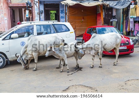 PUSHKAR, INDIA - OCTOBER 20, 2012: cows strolling around in the city of Pushkar, India.  Most Hindus respect the cow for her gentle nature which represents the main teaching of Hinduism, non-injury.