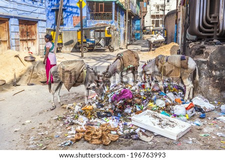 JODPUR, INDIA - OCTOBER 23, 2012: indian female worker and donkeys eating garbage in Jodhpur, India. Jodhpur is the second largest city in the Indian state of Rajasthan with over 1 million habitants.