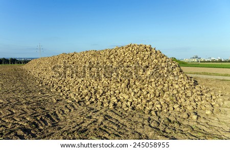 acres with sugar beets after harvest in golden light and beautiful landscapeats