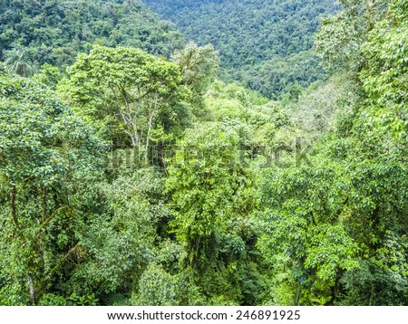 green rain forest jungle area in the national park in Brazil