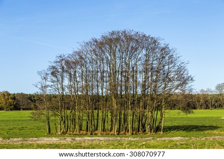 rural landscape with fields and trees in Usedom under blue sky