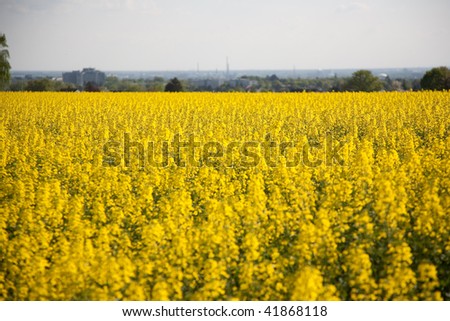 beautiful large rapeseed fields in nice landscape