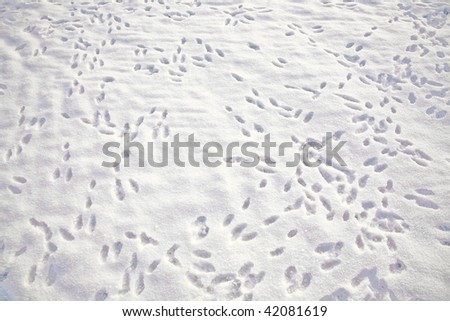 rabbit footprint on a white snow field in winter