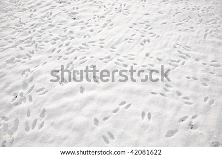 rabbit footprint on a white snow field in winter
