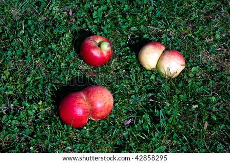 fresh apples with interesting deformations in beautiful light give fantasy a hint