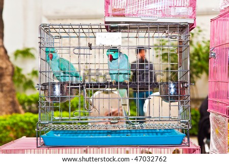 birds in a cage at the birds market in Hongkong