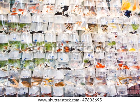 Bags of fishes for sale at a market