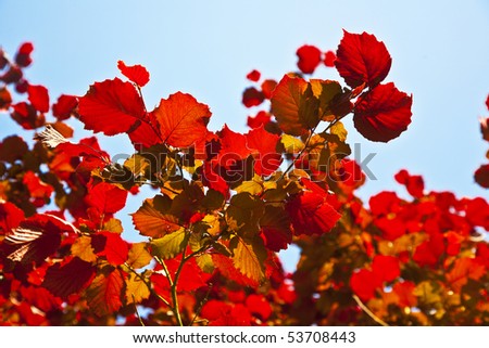 leaves of tree in intensive light