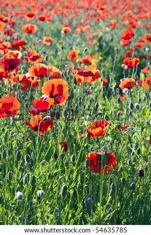 colorful red poppy flowers in the meadow in beautiful impressionistic light