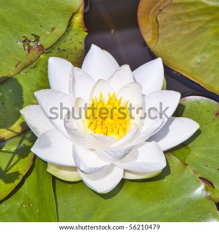 Japanese white lotus water lily in lake