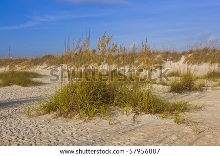 dunes with grass at fine sandy beach without people