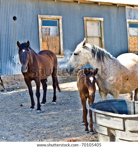 foal with its horse family drinking from a water trough