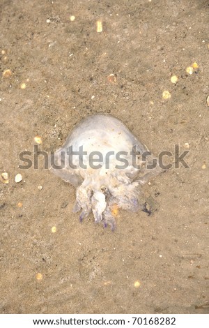 jelly fish at tidal flat