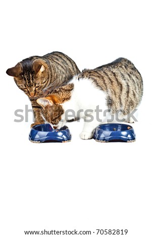 two hungry cats have their meal