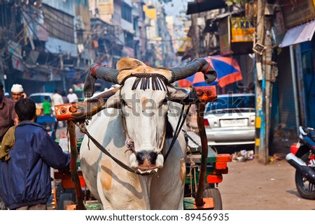 Ox cart transportation on early morning in Old Delhi, India