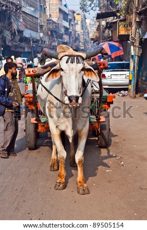 DELHI, INDIA - NOV 9: Ox cart transportation on early morning on November 09, 2011 in Delhi, India. The ox chart is a  common cargo  transportation in the narrow streets of old Delhi.
