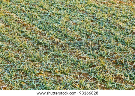 frozen grass at the meadow in Winter