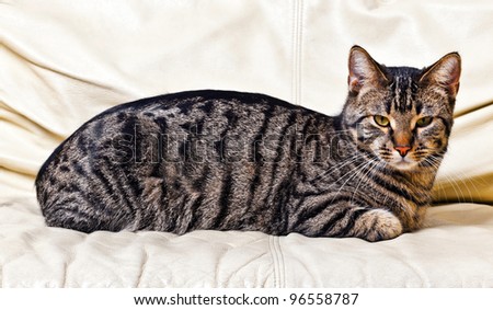cat resting on the sofa