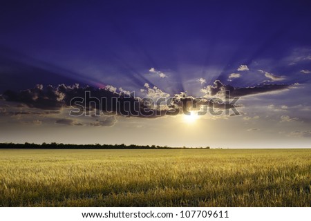 Field of wheat,  evening sky and sun. Sunset. Green planet - Earth