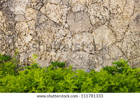 Green leaves wall. The Green Creeper Plant on a White Wall Creates a Beautiful Background. Cement wall covered in ivy