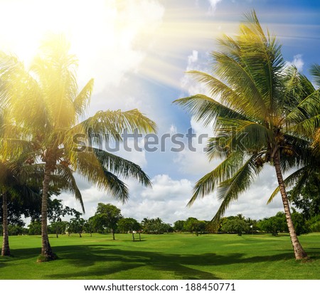 green golf course and blue sky. palm trees in sunlight. Sunset landscape in Dominican Republic. Nature of caribbean island