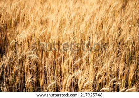 Wheat Field. Golden ears of wheat on the field.