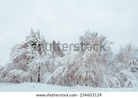 New Year tree in winter forest. Beautiful winter landscape with snow covered trees. Trees covered with hoarfrost and snow. Beautiful winter landscape in the forest. Winter background. Sunset