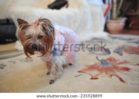 little dog in pink bride dress. Chihuahua puppy dressed as bride in white. Chihuahua dressed in pink like a little princess. Toy Terrier in a wedding dress