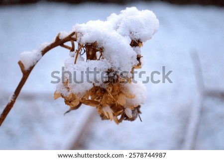 Similar – Image, Stock Photo Withered hydrangea Flower