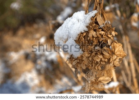 Similar – Image, Stock Photo Withered hydrangea Flower