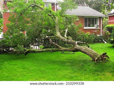 Fallen tree due to storm or hurricane damage in backyard of suburban home