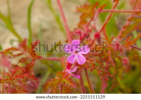 Similar – Image, Stock Photo Geranium robertianum macro with natural background Pink and white five-petal flower. Copy space with unfocused background.