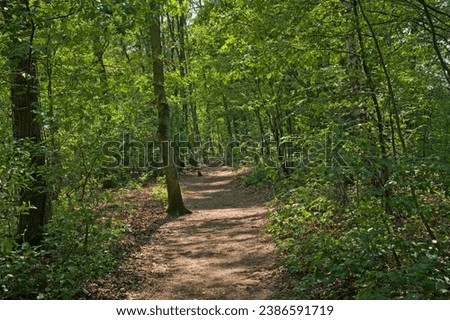 Similar – Image, Stock Photo Hiking trail through a beech forest